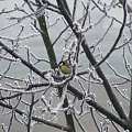 #drzewo #zima #sikorka #ptak #ptaki