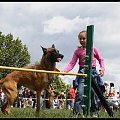 Pokaz Agility - Olsztyn 2007 Wystawa Psów