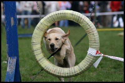 Pokaz Agility - Olsztyn 2007 Wystawa Psów