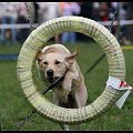 Pokaz Agility - Olsztyn 2007 Wystawa Psów