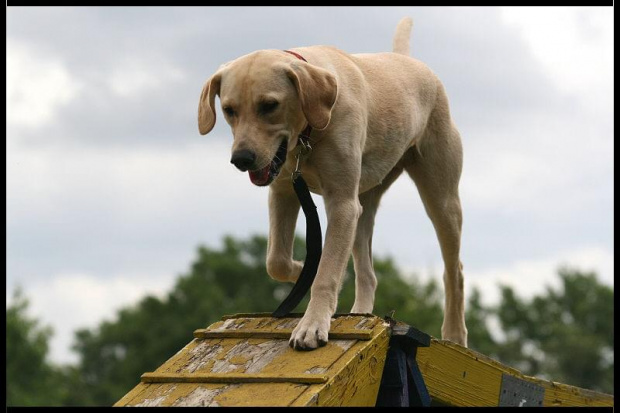 Pokaz Agility Wystawa Psów Olsztyn 2007