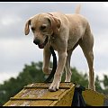 Pokaz Agility Wystawa Psów Olsztyn 2007