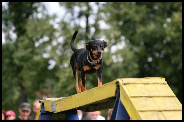 Pokaz Agility Wystawa Psów Olsztyn 2007