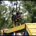 Pokaz Agility Wystawa Psów Olsztyn 2007