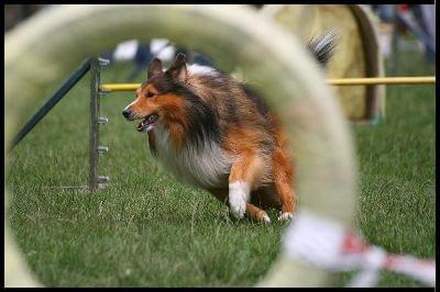 Pokaz Agility - Olsztyn 2007 Wystawa Psów