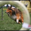 Pokaz Agility - Olsztyn 2007 Wystawa Psów