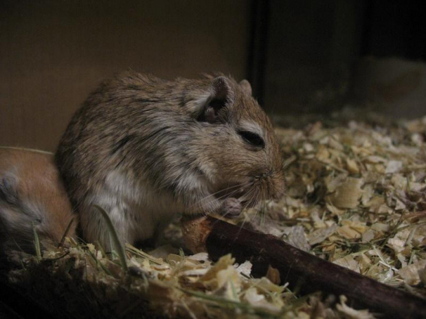 #skoczki #myszoskoczki #gerbil #gerbile #myszoskoczek