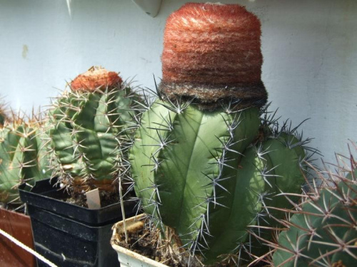 kolekcja Melocactusów #kwiaty #kaktusy