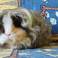 HODOWLA RODOWODOWYCH ŚWINEK MORSKICH NAOMI-CAVIA #ŚwinkiMorskie