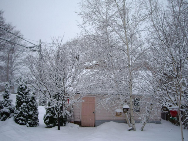 Nowy Rok 2008 - 1 styczen #zima #ogrod