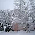 Nowy Rok 2008 - 1 styczen #zima #ogrod