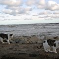 spacer kotów nad morzem