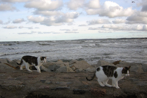 spacer kotów nad morzem