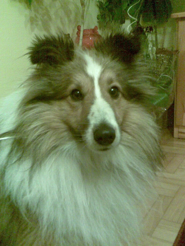 3xCWC, 1xNDPwR TIMON z Łańcuta #sheltie