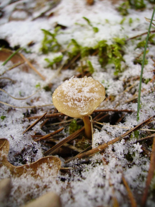zimowy grzybek :) #zima #las #grzyb #śnieg