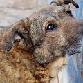 Agro poznał co to ból i prawdziwy głód.
Ten duży pies otrzymał wiele cierpień z ręki człowieka. W schronisku czeka na nowy dom już od 09.05.2005r. Jego nr ewiedencyjny to 1396 #psy #pies #AGRO