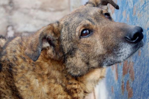 Agro poznał co to ból i prawdziwy głód.
Ten duży pies otrzymał wiele cierpień z ręki człowieka. W schronisku czeka na nowy dom już od 09.05.2005r. Jego nr ewiedencyjny to 1396 #psy #pies #AGRO