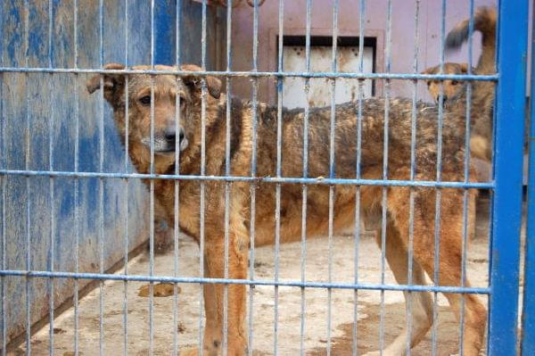 Agro poznał co to ból i prawdziwy głód.
Ten duży pies otrzymał wiele cierpień z ręki człowieka. W schronisku czeka na nowy dom już od 09.05.2005r. Jego nr ewiedencyjny to 1396 #psy #pies #AGRO