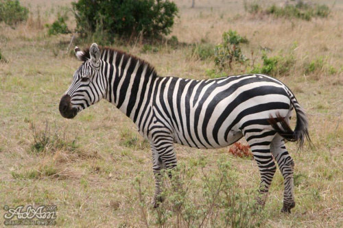 Zebra jaka jest, każdy widzi