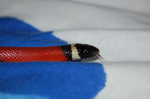 Lampropeltis triangulum sinaloae