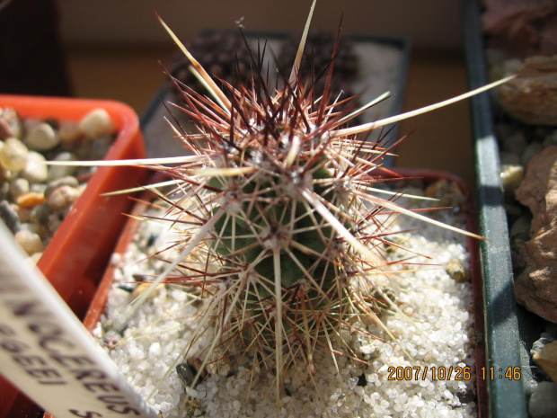 Echinocereus brandegeeii