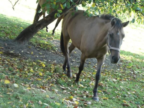 granada #konik