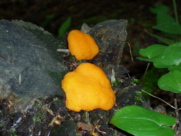 śluzowiec, najprawdopodobniej wczesne stadium rozwoju zlepniczka walcowatego (tubifera ferruginosa) #śluzowiec #śluzowce #grzyb #grzyby #las #łąka