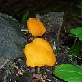 śluzowiec, najprawdopodobniej wczesne stadium rozwoju zlepniczka walcowatego (tubifera ferruginosa) #śluzowiec #śluzowce #grzyb #grzyby #las #łąka