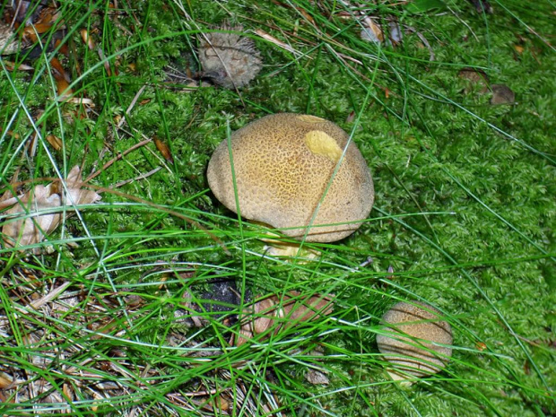 Maślak pstry (Suillus variegatus) #łzak #miodówka #MaślakPstry #grzyb #grzyby #las #łąka