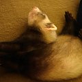 #fretka #ferret