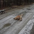 13 stycznia 2008