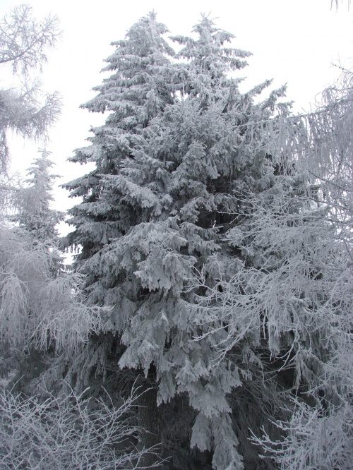 Po drodze na Velký Roudný - 780m; Nízký Jeseník