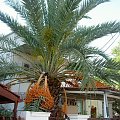 Drzewo migdałowe #palma
