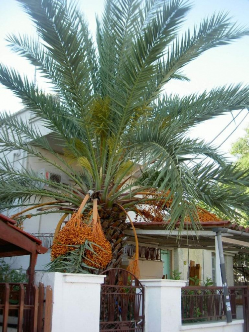 Drzewo migdałowe #palma
