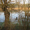 rz.Narew
