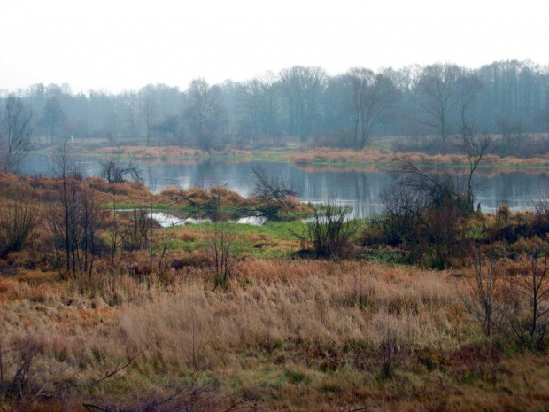 rz.Narew