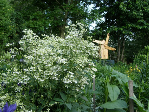 c. recta - nasz rodzimy, bylinowy, zapach.