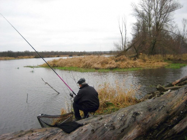 rz.Narew