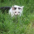 "Fiona" buszująca w trawie #Kot #zwierzęta