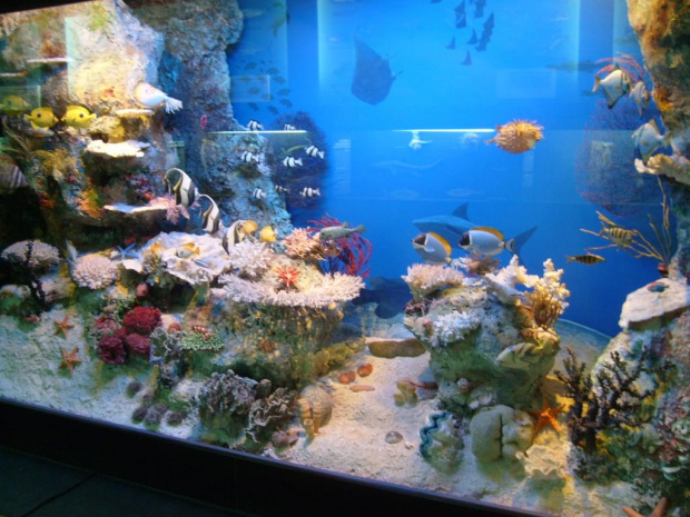 #akwarium #akwarystyka #gdyńskie #oceanarium #morskie