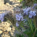 54 . Facelia błękitna - Phacelia tanacetifolia . Data : 17.10.2007. Miejsce : pole uprawne . Miejscowość : miedzy Piaskami Wielkopolskimi a Godurowem .