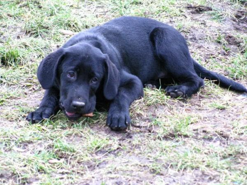 Hexa, Hojrak, Max, labradory.org #LabradorRetriever