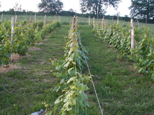 Szpalery winorośli- rusztowania wybudowane wiosną 2007.
I-szy drut na wys. 40cm i dwie pary drutów na wys. 75 i 120cm.
