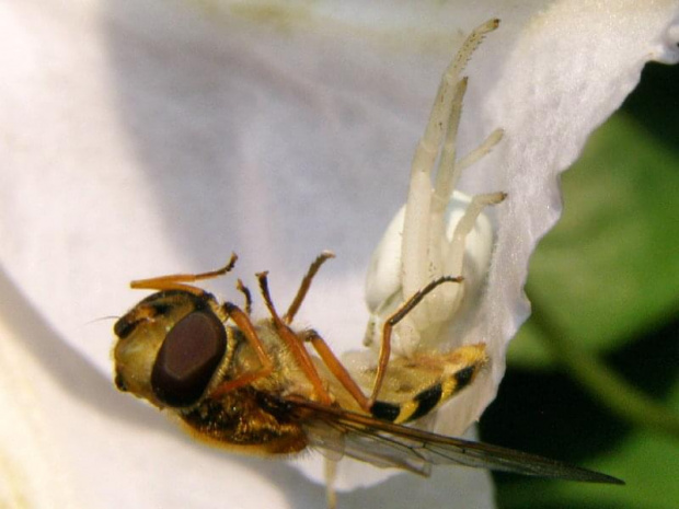 Pająk kwietnik - (misumena vatia), jest myśliwym.