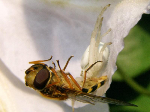 Pająk kwietnik - (misumena vatia), jest myśliwym.