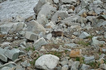 Tatrzański świstak #świstak #kozica