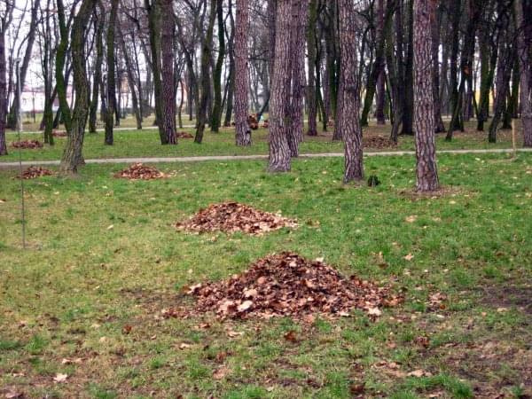 Porządkowanie parku przed nadejciem zimy