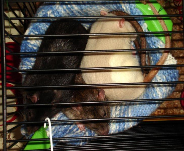 Zuza, Marie i Mela w durszlaku :) #szczur #szczurek #szczury #szczurki