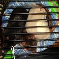 Zuza, Marie i Mela w durszlaku :) #szczur #szczurek #szczury #szczurki