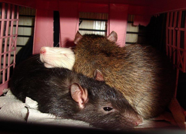 Cała moja trójka razem w słodkiej drzemce: Zuzia (czarna), Mela (jasny pysio) i Marie (agouti) :) #SzczurSzczurekSzczurkiSzczury